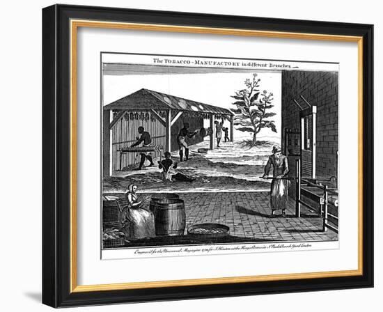 Various Stages in the Production of Tobacco, Virginia, USA, 1750-null-Framed Giclee Print