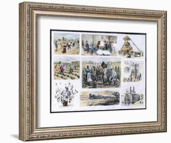 Various Stages of Cotton Processing-null-Framed Art Print