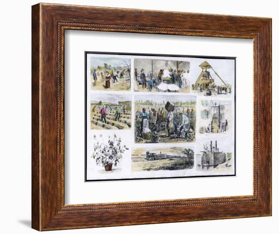 Various Stages of Cotton Processing-null-Framed Art Print