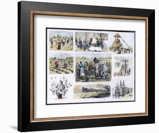 Various Stages of Cotton Processing-null-Framed Art Print