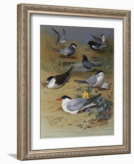 Various Terns, 1915-Archibald Thorburn-Framed Giclee Print