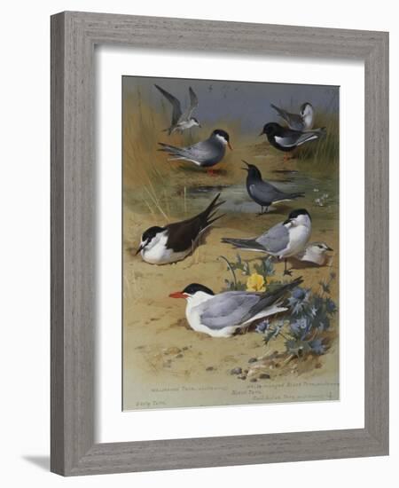 Various Terns, 1915-Archibald Thorburn-Framed Giclee Print