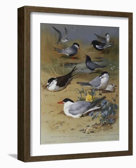 Various Terns, 1915-Archibald Thorburn-Framed Giclee Print