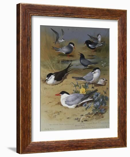 Various Terns, 1915-Archibald Thorburn-Framed Giclee Print