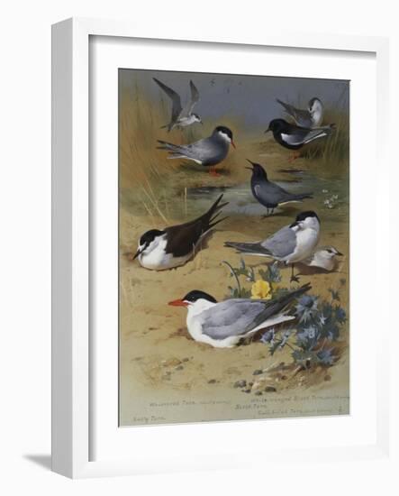 Various Terns, 1915-Archibald Thorburn-Framed Giclee Print