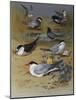 Various Terns, 1915-Archibald Thorburn-Mounted Giclee Print