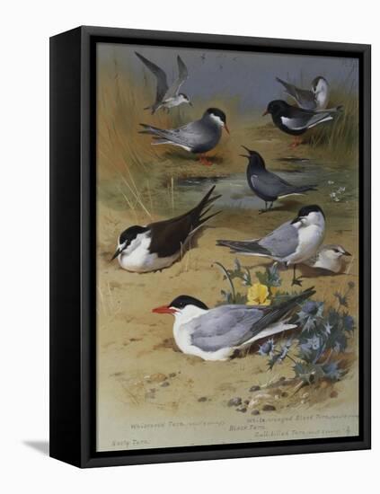 Various Terns, 1915-Archibald Thorburn-Framed Premier Image Canvas