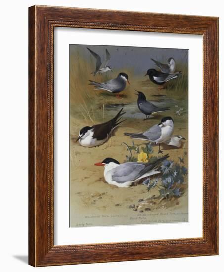 Various Terns, 1915-Archibald Thorburn-Framed Giclee Print