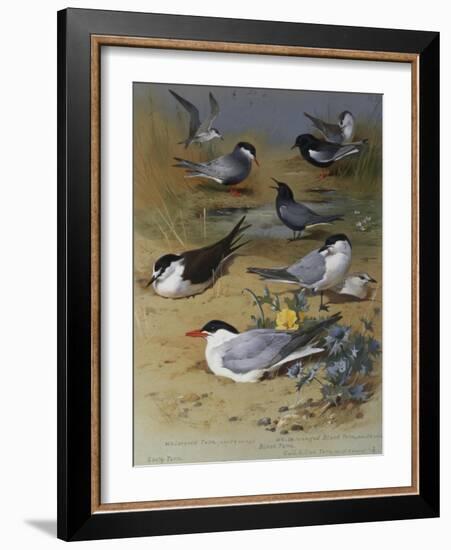 Various Terns, 1915-Archibald Thorburn-Framed Giclee Print