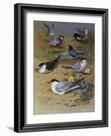 Various Terns, 1915-Archibald Thorburn-Framed Giclee Print