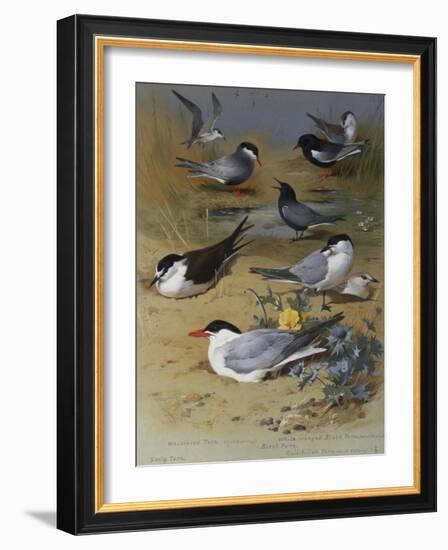 Various Terns, 1915-Archibald Thorburn-Framed Giclee Print