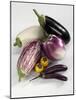 Various Types of Aubergines-Karl Newedel-Mounted Photographic Print
