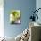 Various Types of Cabbage in a Strainer-Joff Lee-Photographic Print displayed on a wall