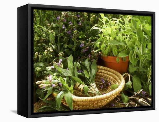 Various Types of Sage-Roland Krieg-Framed Premier Image Canvas