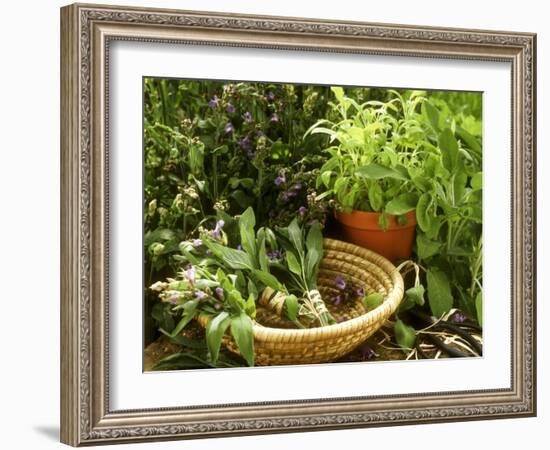 Various Types of Sage-Roland Krieg-Framed Photographic Print