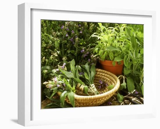 Various Types of Sage-Roland Krieg-Framed Photographic Print