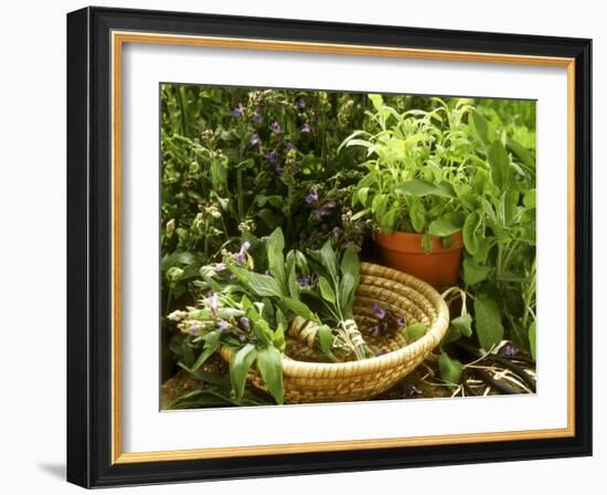 Various Types of Sage-Roland Krieg-Framed Photographic Print