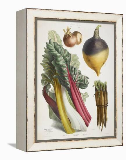 Various Vegetables Including Carrots, Onions, Swede and Chard-null-Framed Premier Image Canvas