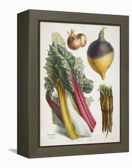 Various Vegetables Including Carrots, Onions, Swede and Chard-null-Framed Premier Image Canvas