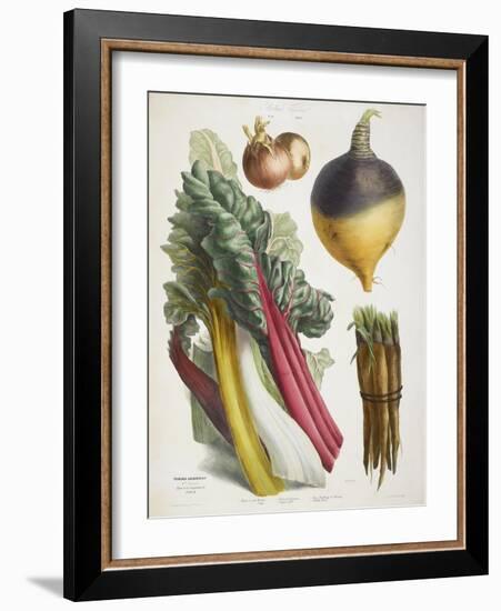 Various Vegetables Including Carrots, Onions, Swede and Chard-null-Framed Giclee Print