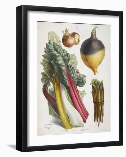 Various Vegetables Including Carrots, Onions, Swede and Chard-null-Framed Giclee Print