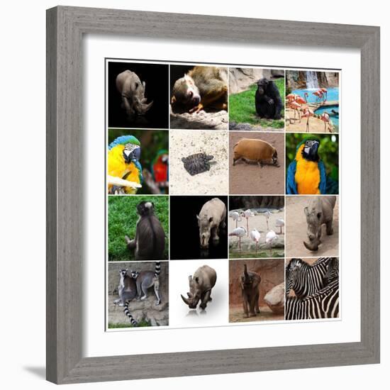 Various Wild Animals Composition-Aaron Amat-Framed Photographic Print