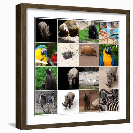 Various Wild Animals Composition-Aaron Amat-Framed Photographic Print