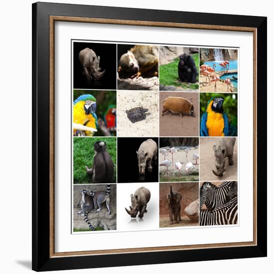 Various Wild Animals Composition-Aaron Amat-Framed Photographic Print