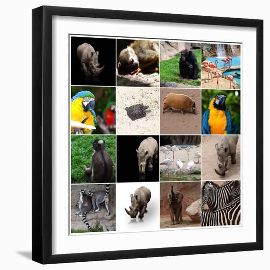 Various Wild Animals Composition-Aaron Amat-Framed Photographic Print