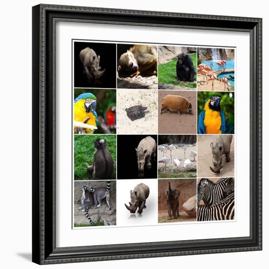 Various Wild Animals Composition-Aaron Amat-Framed Photographic Print