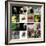 Various Wild Animals Composition-Aaron Amat-Framed Photographic Print