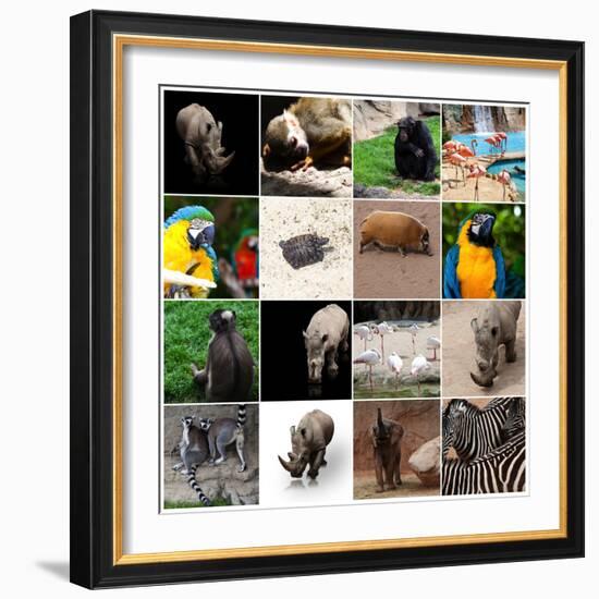 Various Wild Animals Composition-Aaron Amat-Framed Photographic Print