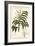 Varnish Tree, Ailanthus Altissima, or Wax Tree, Rhus Succedanea-Unknown Artist-Framed Giclee Print