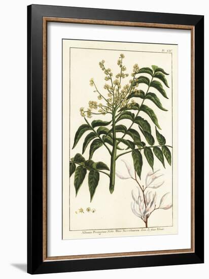 Varnish Tree, Ailanthus Altissima, or Wax Tree, Rhus Succedanea-Unknown Artist-Framed Giclee Print