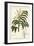 Varnish Tree, Ailanthus Altissima, or Wax Tree, Rhus Succedanea-Unknown Artist-Framed Giclee Print
