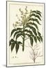 Varnish Tree, Ailanthus Altissima, or Wax Tree, Rhus Succedanea-Unknown Artist-Mounted Giclee Print