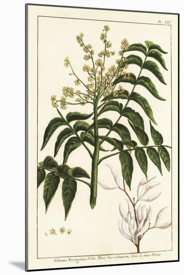 Varnish Tree, Ailanthus Altissima, or Wax Tree, Rhus Succedanea-Unknown Artist-Mounted Giclee Print