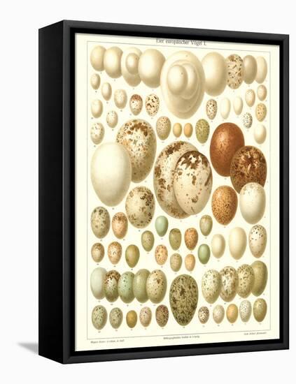 Varriety of Eggs-null-Framed Stretched Canvas