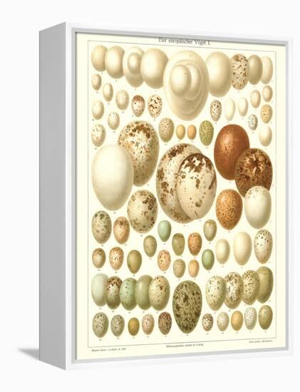 Varriety of Eggs-null-Framed Stretched Canvas