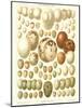 Varriety of Eggs-null-Mounted Art Print