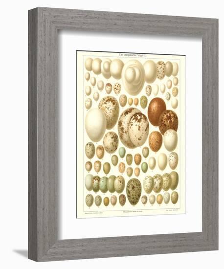 Varriety of Eggs-null-Framed Premium Giclee Print