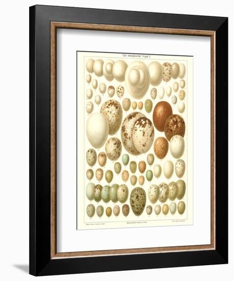 Varriety of Eggs-null-Framed Premium Giclee Print