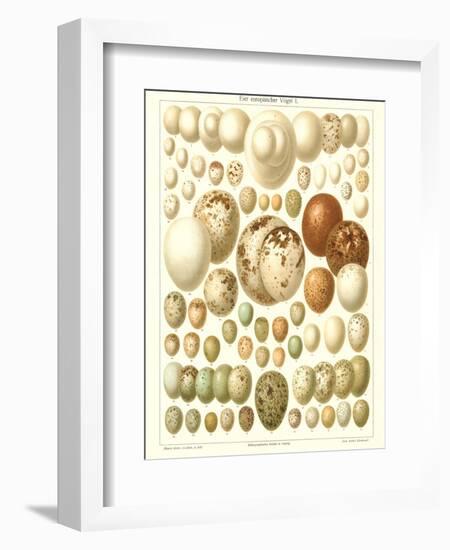 Varriety of Eggs-null-Framed Premium Giclee Print