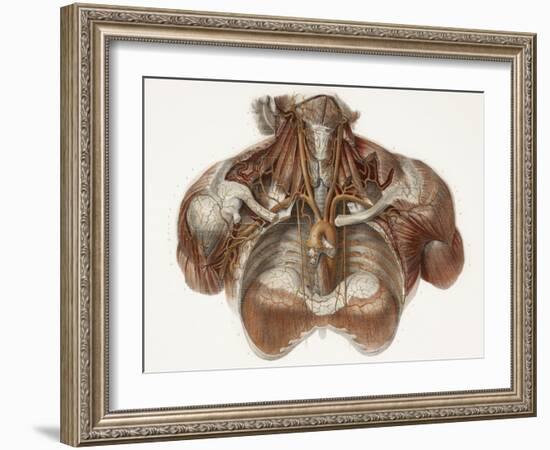 Vascular Anatomy, Historical Artwork-Science Photo Library-Framed Photographic Print