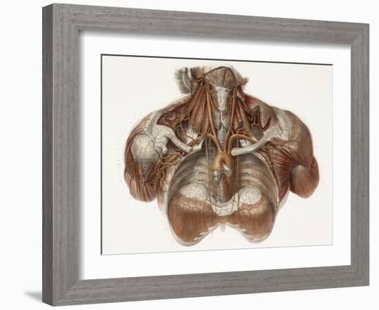 Vascular Anatomy, Historical Artwork-Science Photo Library-Framed Photographic Print