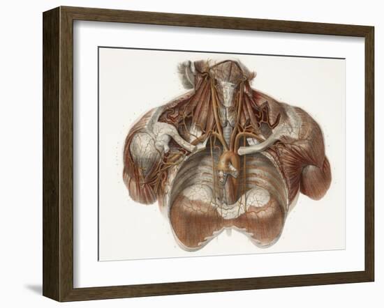 Vascular Anatomy, Historical Artwork-Science Photo Library-Framed Photographic Print