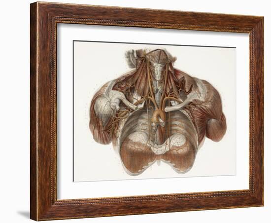 Vascular Anatomy, Historical Artwork-Science Photo Library-Framed Photographic Print