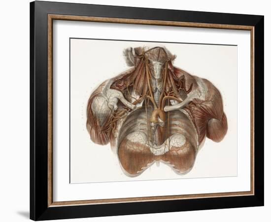 Vascular Anatomy, Historical Artwork-Science Photo Library-Framed Photographic Print