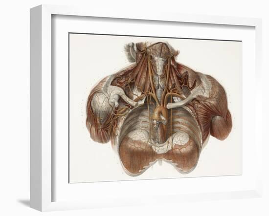 Vascular Anatomy, Historical Artwork-Science Photo Library-Framed Photographic Print