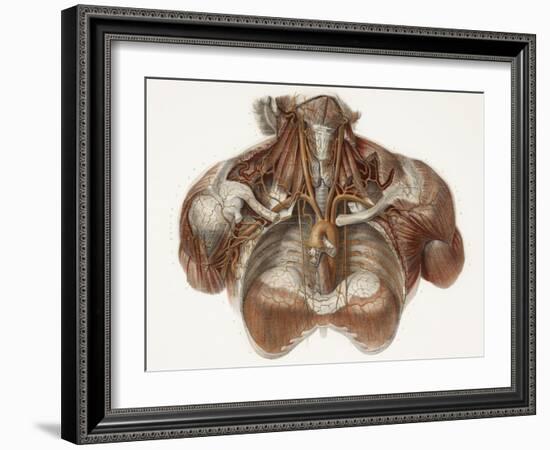 Vascular Anatomy, Historical Artwork-Science Photo Library-Framed Photographic Print